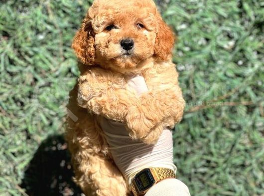 Ruhsatli Ciftligimizden Poodle Bebekler görsel