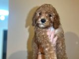 Red Toy Poodle Yavrum