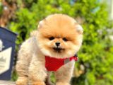 Safkan Pomeranian Boo Yavrular