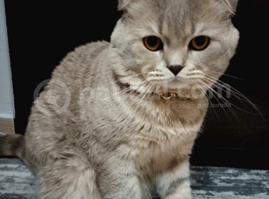 Ücretsiz Cins Kedi görsel