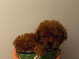 Çocuklarınıza En İyi Arkadaş ToyPoodle Bebişler