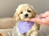Efsane Guzellikte Maltipoo Bebekler