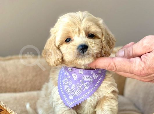 Efsane Guzellikte Maltipoo Bebekler görsel