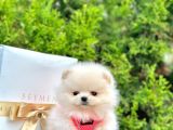Safkan Teddy Face Pomeranian Boo Yavruları