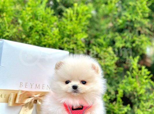 Safkan Teddy Face Pomeranian Boo Yavruları görsel