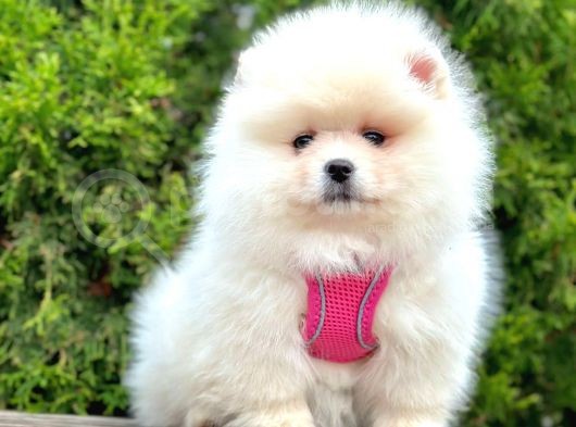 Safkan Teddy Face Pomeranian Boo Yavruları