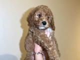 Red Toy Poodle Yavrum