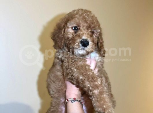 Red Toy Poodle Yavrum görsel