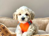 Efsane Guzellikte Maltipoo Bebekler
