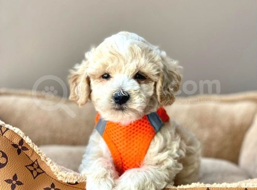 Efsane Guzellikte Maltipoo Bebekler görsel
