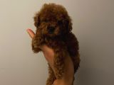 Çocuklarınıza En İyi Arkadaş Toypoodle Bebişler