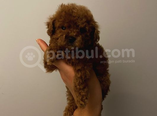 Çocuklarınıza En İyi Arkadaş Toypoodle Bebişler görsel