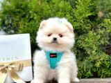 Safkan Teddy Face Pomeranian Boo Yavruları