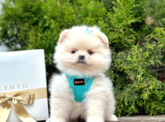 Safkan Teddy Face Pomeranian Boo Yavruları görsel