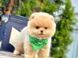 Safkan Pomeranian Boo Yavrular