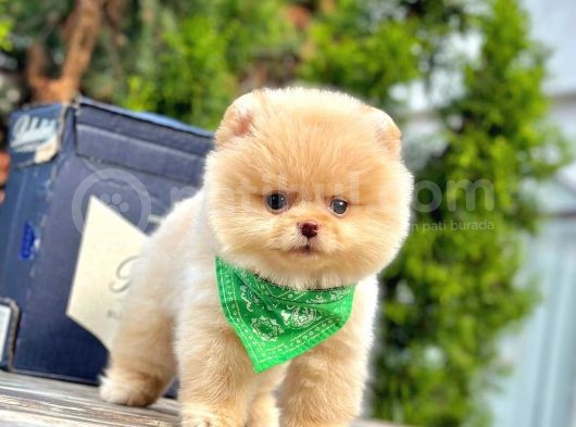 Safkan Pomeranian Boo Yavrular görsel