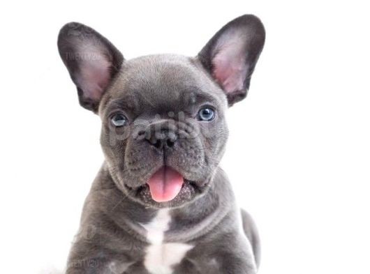 Blue Gri Füme Mavi Gözlü Fransızbulldog Basık Burun Safkan Orjinal