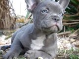 Blue Gri Füme Mavi Gözlü Fransızbulldog Basık Burun Safkan Orjinal