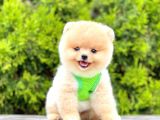 Safkan Pomeranian Boo Yavrular