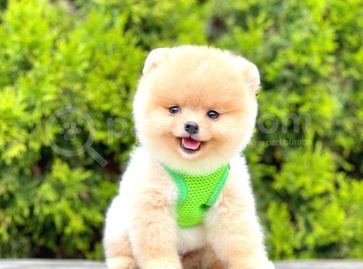 Safkan Pomeranian Boo Yavrular görsel