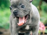 Blue Gri Füme Mavi Gözlü Fransızbulldog Basık Burun Safkan Orjinal