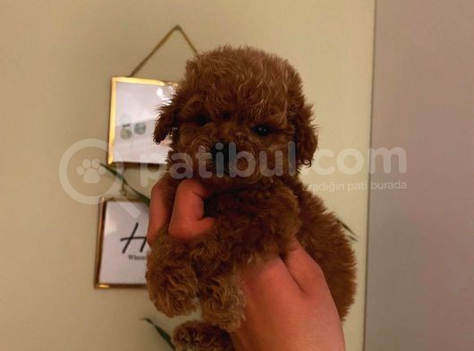 Çok Özel Toy Poodle Yavrularımız