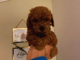 Çok Özel Toy Poodle Yavrularımız