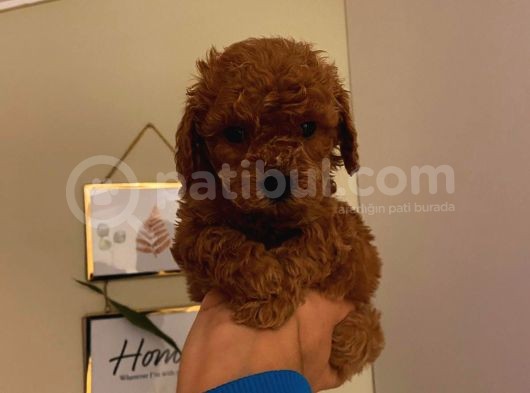 Çok Özel Toy Poodle Yavrularımız görsel