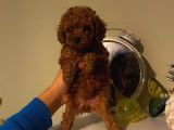 Çok Özel Toy Poodle Yavrularımız