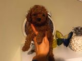 Çok Özel Toy Poodle Yavrularımız