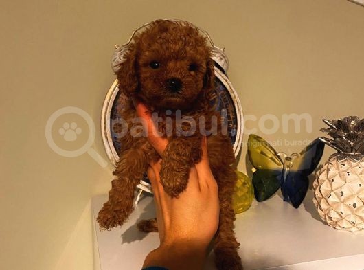 Çok Özel Toy Poodle Yavrularımız görsel