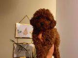 Çok Özel Toy Poodle Yavrularımız
