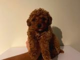 Çok Özel Toy Poodle Yavrularımız