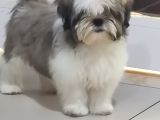 Shih Tzu Yavrular