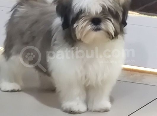 Shih Tzu Yavrular