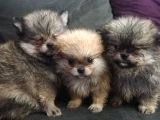 Pomeranian Bo Ev Üretimi