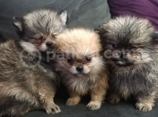 Pomeranian Bo Ev Üretimi görsel