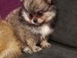 Pomeranian Bo Ev Üretimi
