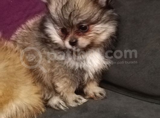 Pomeranian Bo Ev Üretimi görsel