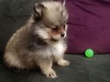 Pomeranian Bo Ev Üretimi
