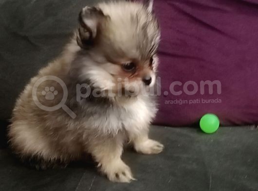 Pomeranian Bo Ev Üretimi görsel