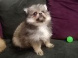 Pomeranian Bo Ev Üretimi