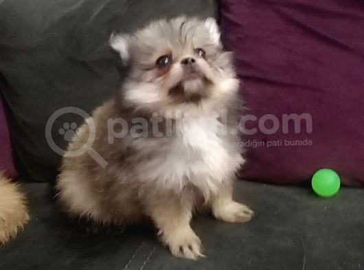 Pomeranian Bo Ev Üretimi görsel