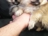 Pomeranian Bo Ev Üretimi
