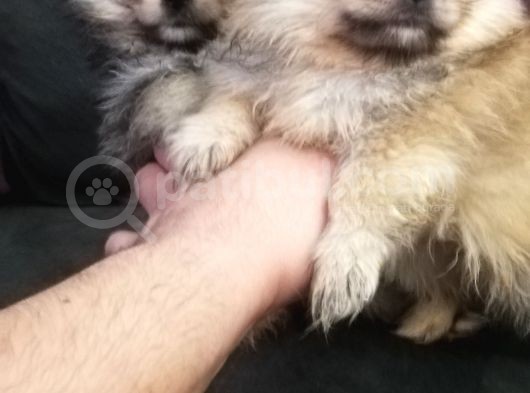 Pomeranian Bo Ev Üretimi