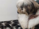 Shih Tzu Yavrular