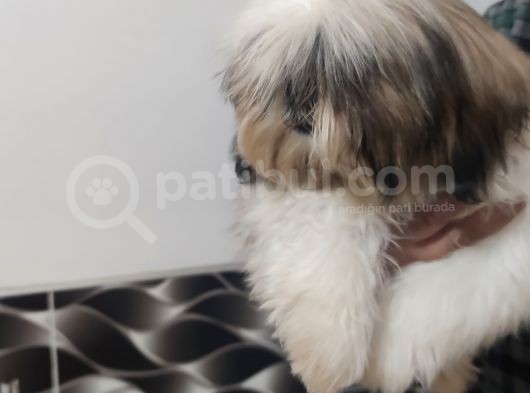 Shih Tzu Yavrular görsel