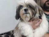 Shih Tzu Yavrular