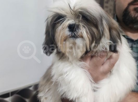 Shih Tzu Yavrular görsel