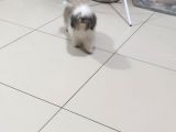 Shih Tzu Yavrular